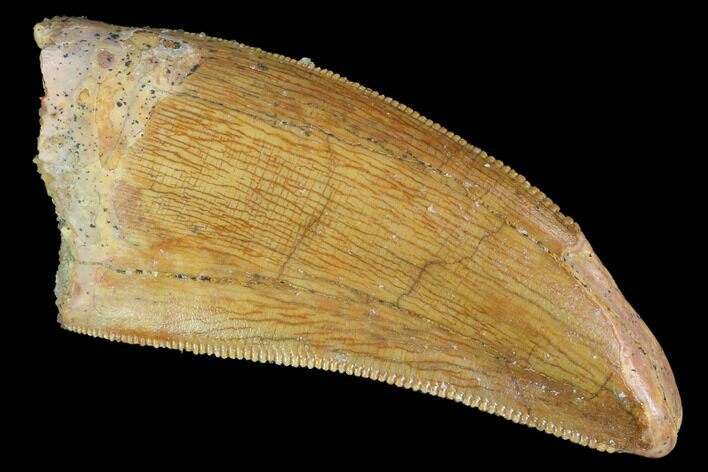 Serrated, Juvenile Carcharodontosaurus Tooth - Morocco #100094